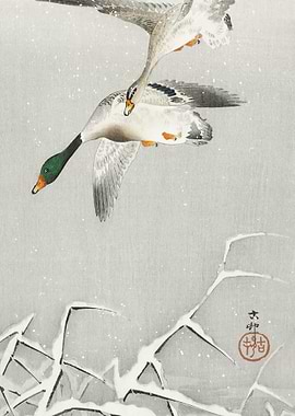 Two Wild Ducks In Flight 1