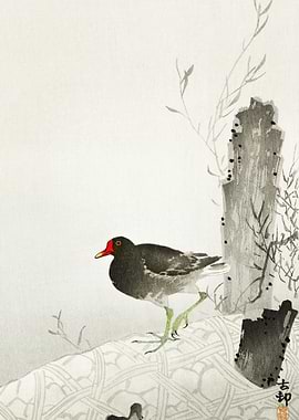 Moorhen 1900 1936 By Ohar