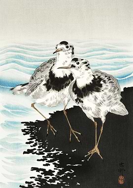 Large Coot Sandpipers 1900