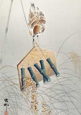 Ring Sparrow On Scarecrow