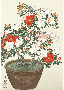 Blooming Azalea In Brown P