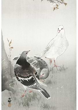 Three Pigeons 19001930 By