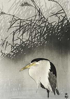 Heron At New Moon 1900 19