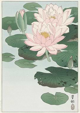 Water Lily 1920 1930 By O