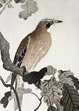 Jay On Tree Branch 1900 1