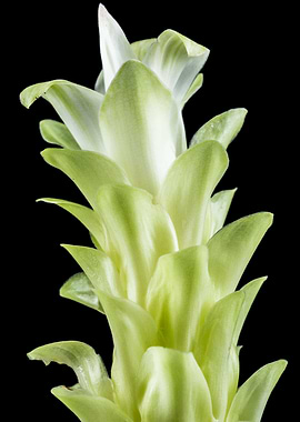 Echeveria Mirror Image 2