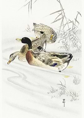 Three Ducks In Shallow Wat