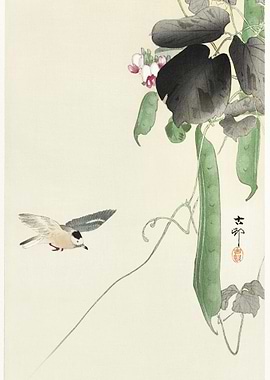 Bird At Flowering Bean Pla