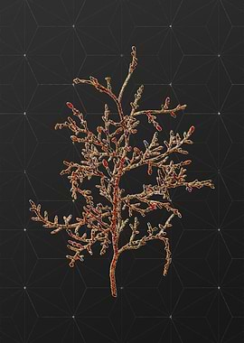 Rainbow Mosaic Botanical