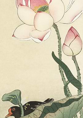 Gallinule With Lotus Flowe