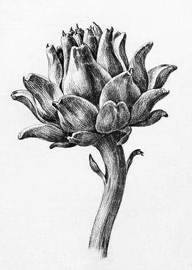 Artichoke By Jean Bernard