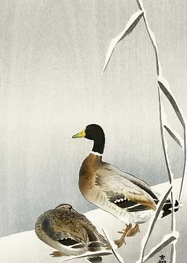 Two Ducks On Snowy Reed 19