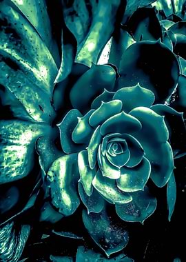 green succulent plant