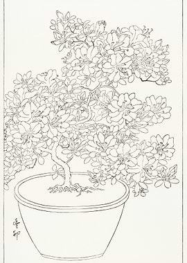 Blooming Azalea In Pot 192