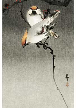 Bohemian Waxwing Birds 190