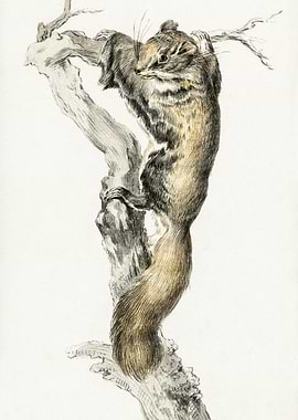 Flying Squirrel On A Branc