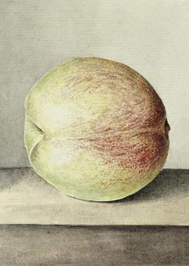 Peach By Jean Bernard 1775