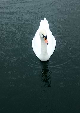 Lone Swan