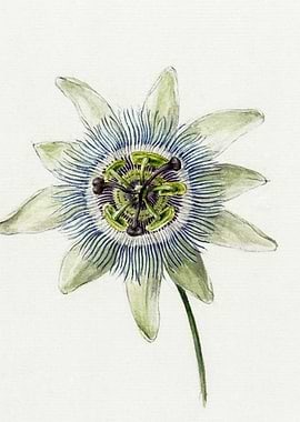 Passion Flower 1825 By Jea