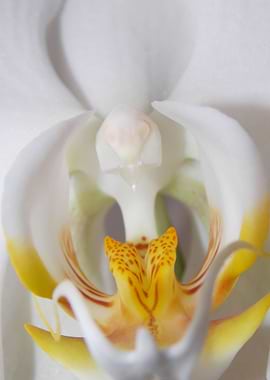 Orchid