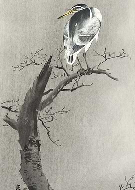 Kwak On Branch 1900 1936