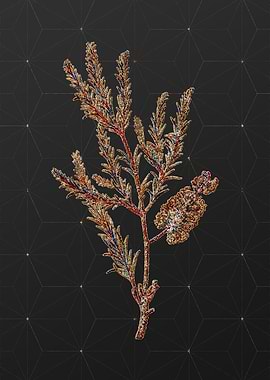 Rainbow Mosaic Botanical