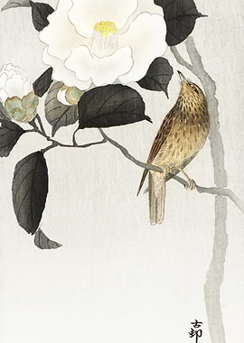 Songbird And Flowering Cam