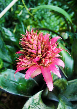 Tropical Plant Photograph