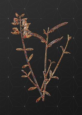 Rainbow Mosaic Botanical