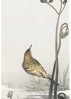 Pipit On A Waterfront 1900