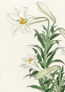 Lilies 1912 1930 By Ohara