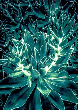 green succulent plant