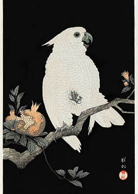 Cockatoo With Pomegranate