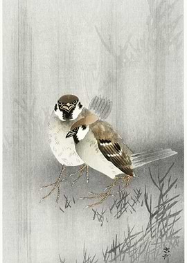 Two Ring Sparrows In The R