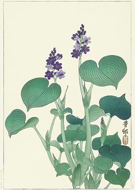 Blooming Hosta 1920 1930