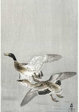 Couple Of Ducks 1900 1936