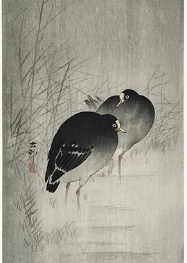 Moorhills Between Reeds 19