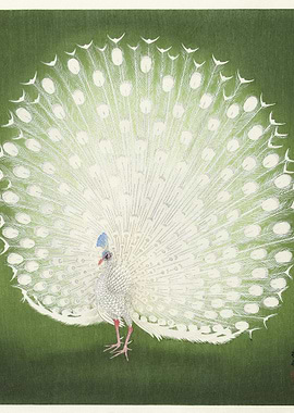 Peacock 1925 1936 By Ohar