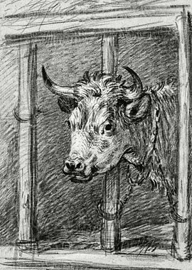 Head Of A Cow By Jean Bern