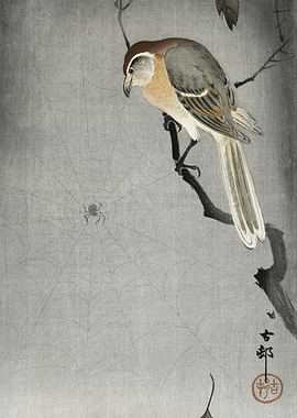 Buffalo Wing Shrike And Sp