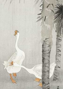 Tame Geese In Rain 1900 1