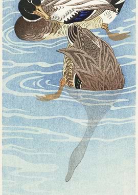 Couple Of Ducks In The Wat