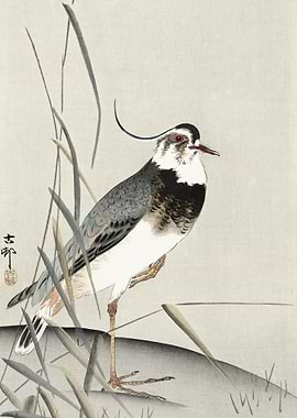 Lapwing And Reed Ohara Kos