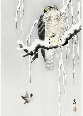 Hawk With Captured Ring Sp