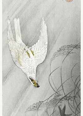 Hunting Hawk 1900 1910 By