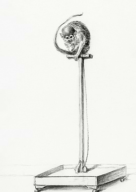 Little Monkey Sitting On A