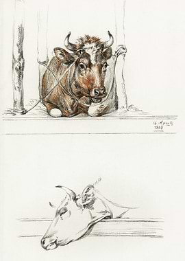 Cow In The Stable And The