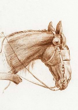 Head Of A Horse With Blink