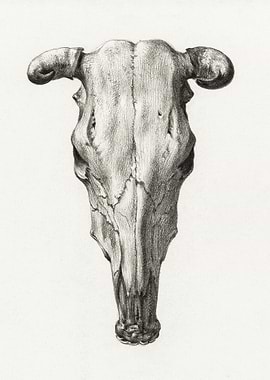 Skull Of A Cow 1816 By Jea