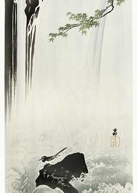 Japanese Wagtail At Waterf